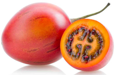 +tomatearbol +tomatearbol